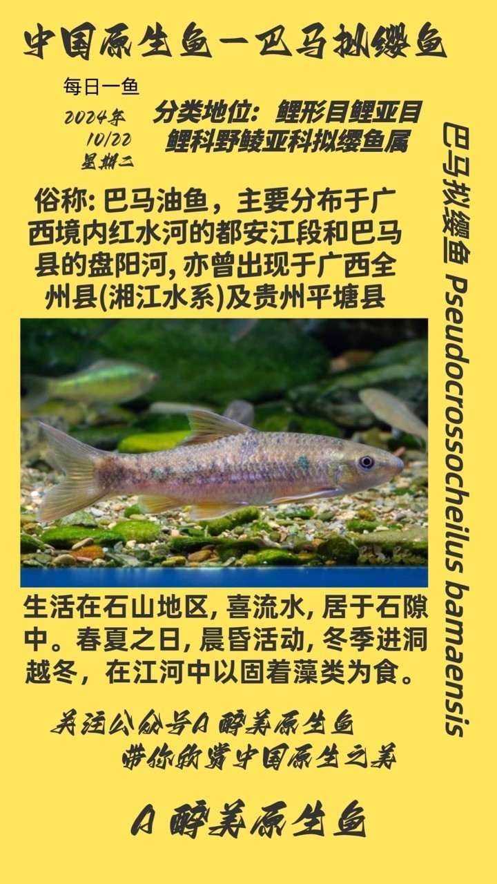 巴馬擬纓魚 巴馬擬纓魚 龍魚論壇