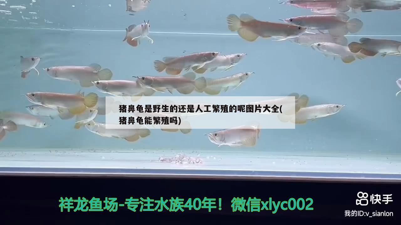 豬鼻龜是野生的還是人工繁殖的呢圖片大全(豬鼻龜能繁殖嗎) 豬鼻龜百科 第2張 豬鼻龜是野生的還是人工繁殖的呢圖片大全(豬鼻龜能繁殖嗎) 豬鼻龜是野生的還是人工繁殖的呢圖片大全(豬鼻龜能繁殖嗎) 豬鼻龜百科 第2張
