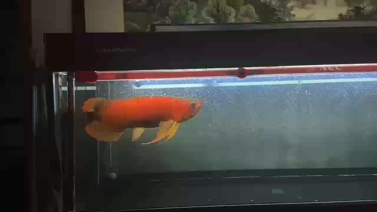 特殊萬吉分享之喂食 特殊萬吉分享之喂食 龍魚論壇