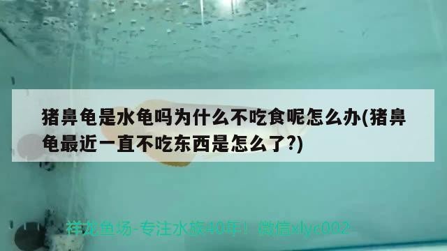 豬鼻龜是水龜嗎為什么不吃食呢怎么辦(豬鼻龜最近一直不吃東西是怎么了?) 豬鼻龜是水龜嗎為什么不吃食呢怎么辦(豬鼻龜最近一直不吃東西是怎么了?) 豬鼻龜百科