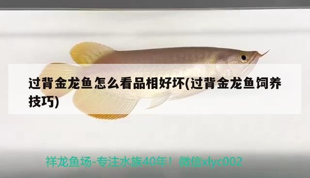 魚缸用增氧泵價格是多少:魚缸增氧機-xtrac增氧機-xtrac增氧機 過背金龍魚怎么看品相好壞(過背金龍魚飼養(yǎng)技巧) 金龍魚百科 過背金龍魚怎么看品相好壞(過背金龍魚飼養(yǎng)技巧) 過背金龍魚怎么看品相好壞(過背金龍魚飼養(yǎng)技巧) 金龍魚百科