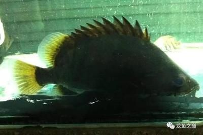 印尼虎魚怎么選品相:印尼虎魚怎么選品相優良的印尼虎魚怎么選品相 虎魚百科 第2張 印尼虎魚怎么選品相:印尼虎魚怎么選品相優良的印尼虎魚怎么選品相 印尼虎魚怎么選品相:印尼虎魚怎么選品相優良的印尼虎魚怎么選品相 虎魚百科 第2張