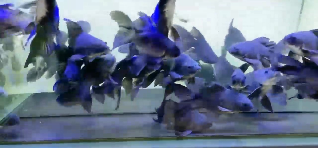 PddScreenShot_20250516131045.png 奇幻，黑色球體與靈動蝴蝶、俏皮鯉魚的奇妙組合 蝴蝶鯉魚