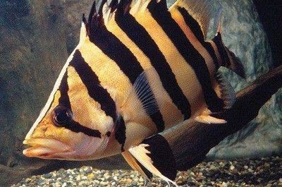 蘇虎魚水溫調節技巧，蘇虎魚水溫調節技巧，蘇虎魚白點病預防方法