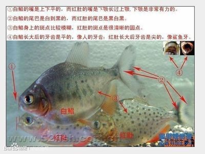 虎魚得了白毛病怎么治療：虎魚得了白毛病怎么辦 虎魚得了白毛病怎么治療：虎魚得了白毛病怎么辦 虎魚百科 第2張