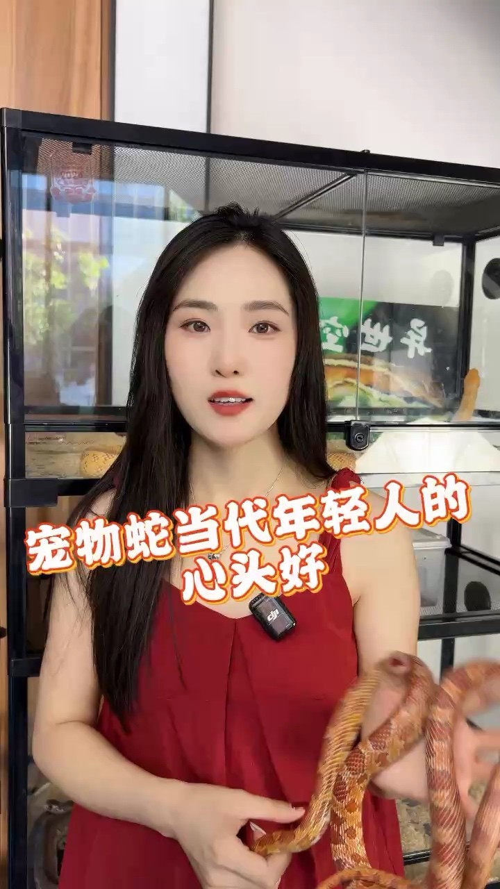 龍魚干蝦有營(yíng)養(yǎng)嗎 寵物蛇為什么會(huì)成為年輕人的心頭好 龍魚論壇 寵物蛇為什么會(huì)成為年輕人的心頭好 寵物蛇為什么會(huì)成為年輕人的心頭好 龍魚論壇