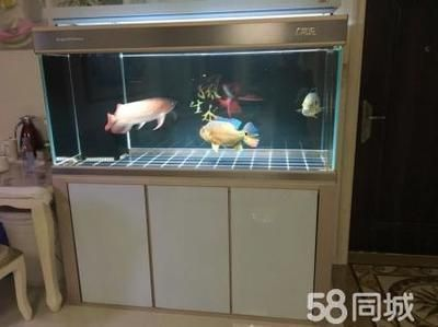 紅龍魚魚缸里能長多大的水面：紅龍魚缸里能長多大的水面詳情 紅龍魚魚缸里能長多大的水面：紅龍魚缸里能長多大的水面詳情 紅龍魚百科 第3張