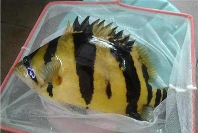 30公分泰虎價格：30公分泰虎價格信息對不起，我無法提供準(zhǔn)確的30公分泰虎價格信息
