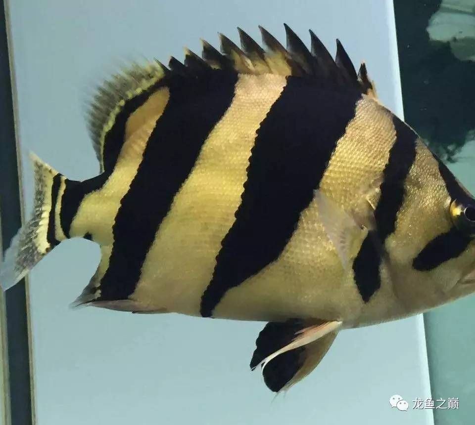 30公分泰虎價格：30公分泰虎價格信息對不起，我無法提供準(zhǔn)確的30公分泰虎價格信息