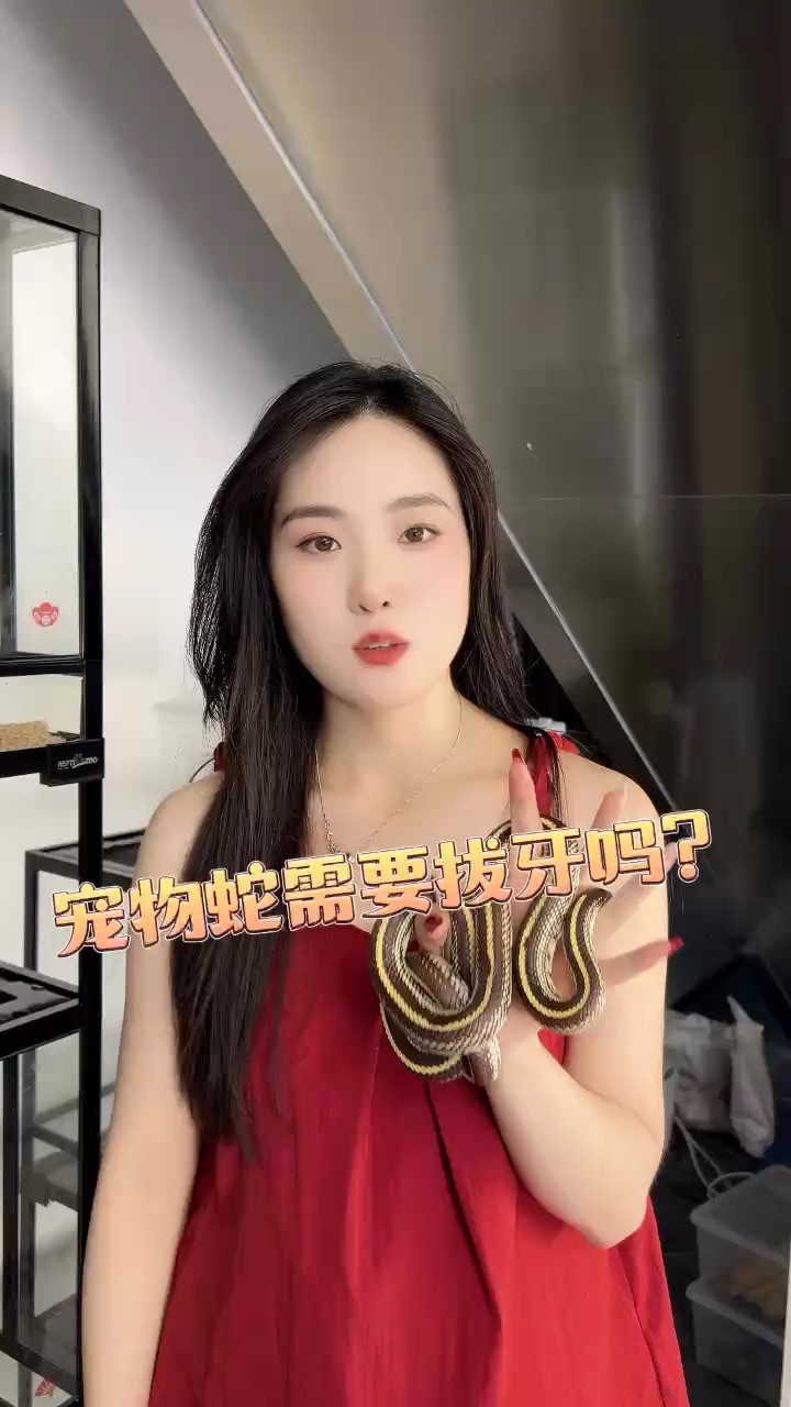 龍魚怕什么 寵物蛇需要拔牙嗎 龍魚論壇 寵物蛇需要拔牙嗎 寵物蛇需要拔牙嗎 龍魚論壇