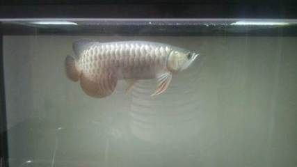 龍魚金龍魚多長時間換一次水比較好：金龍魚換水的頻率是固定的嗎 龍魚金龍魚多長時間換一次水比較好：金龍魚換水的頻率是固定的嗎 金龍魚百科 第3張