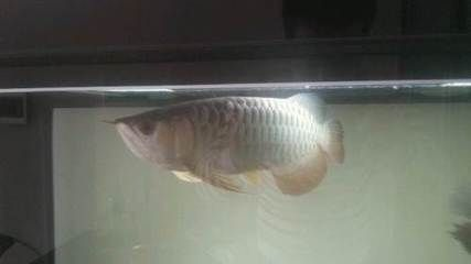 龍魚金龍魚多長時間換一次水比較好：金龍魚換水的頻率是固定的嗎 龍魚金龍魚多長時間換一次水比較好：金龍魚換水的頻率是固定的嗎 金龍魚百科 第5張