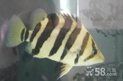 4紋印尼虎能長多大：4紋印尼虎的成年體長可以達(dá)到40厘米以上嗎？