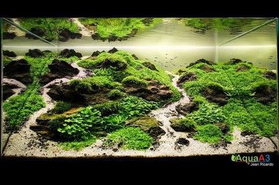 300魚缸造景：300元的魚缸造景方案