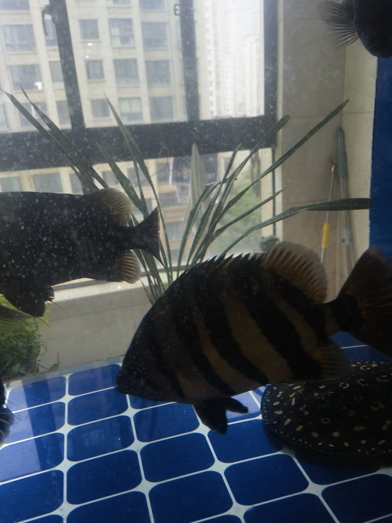 魚缸造景先放沙還是先放水(魚缸造景先鋪沙還是先放石頭) 虎魚長大了,缸小了,想出兩條 龍魚論壇 虎魚長大了,缸小了,想出兩條 虎魚長大了,缸小了,想出兩條 龍魚論壇