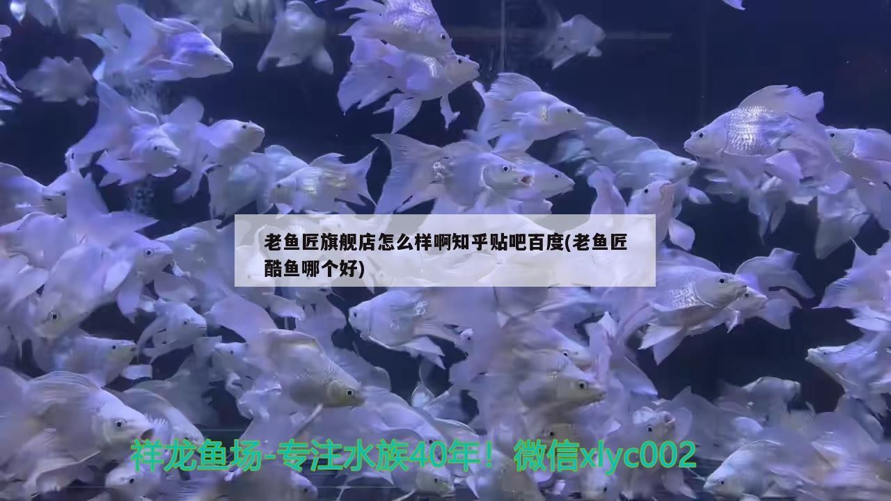 老魚匠旗艦店怎么樣啊知乎貼吧百度(老魚匠酷魚哪個好)