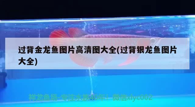 過背金龍魚圖片高清圖大全(過背銀龍魚圖片大全)