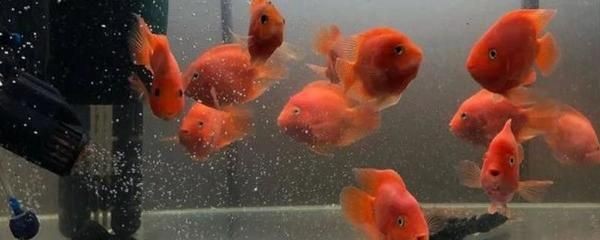 龍魚虎魚鸚鵡魚可以混養嗎：龍魚、虎魚、鸚鵡魚可以混養嗎？