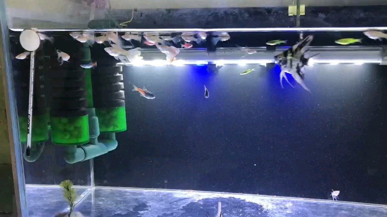 額 額 龍魚論壇