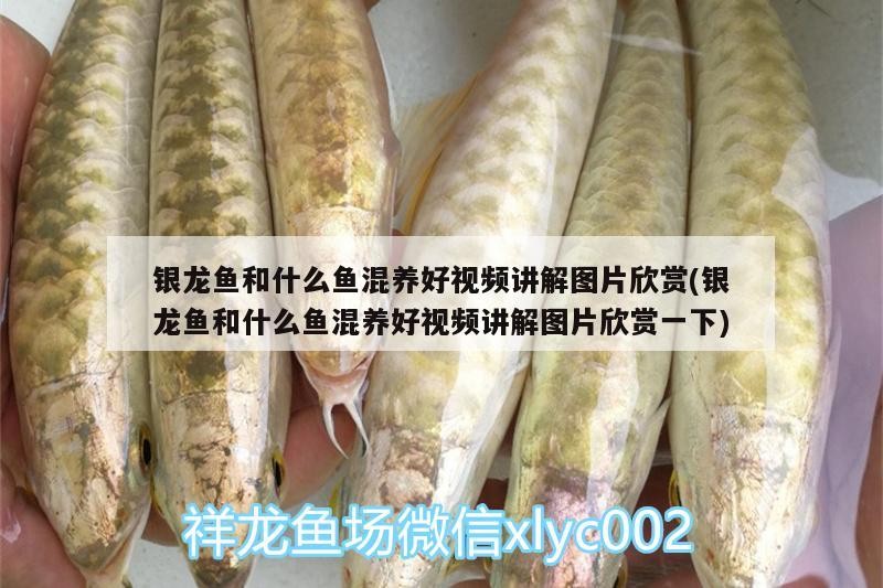 銀龍魚和什么魚混養好視頻講解圖片欣賞(銀龍魚和什么魚混養好視頻講解圖片欣賞一下)