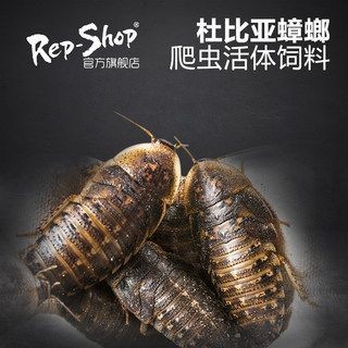 龍魚吃啥能變色啊視頻教程：探討龍魚變色問題時，飼養(yǎng)者需要注意以下幾點