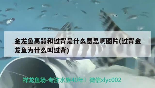金龍魚高背和過背是什么意思啊圖片(過背金龍魚為什么叫過背)