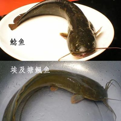 錦鯉魚的養(yǎng)殖方法和注意事項(xiàng)