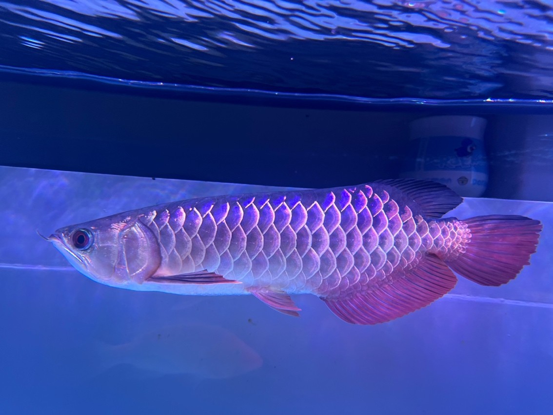 第一次養龍魚,入缸5個月 龍魚論壇 第1張 第一次養龍魚,入缸5個月 第一次養龍魚,入缸5個月 龍魚論壇 第1張