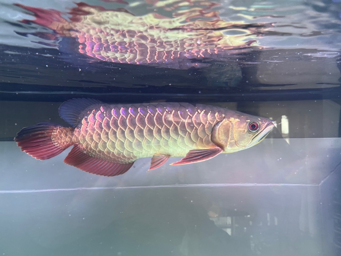 第一次養龍魚,入缸5個月 龍魚論壇 第2張 第一次養龍魚,入缸5個月 第一次養龍魚,入缸5個月 龍魚論壇 第2張