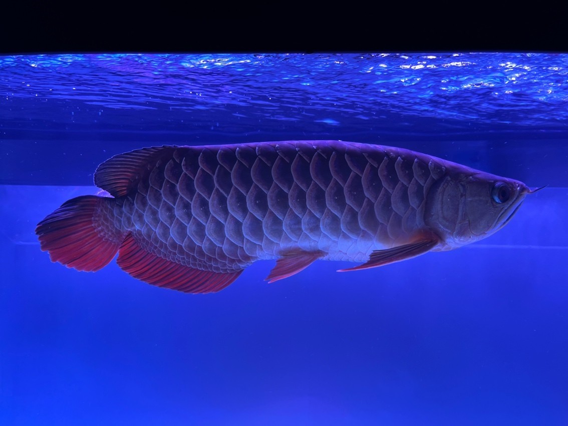 第一次養龍魚,入缸5個月 龍魚論壇 第4張 第一次養龍魚,入缸5個月 第一次養龍魚,入缸5個月 龍魚論壇 第4張