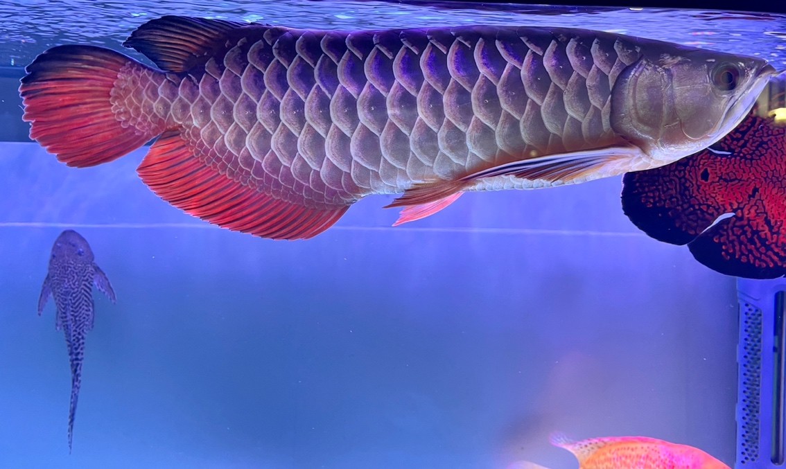 第一次養龍魚,入缸5個月 龍魚論壇 第3張 第一次養龍魚,入缸5個月 第一次養龍魚,入缸5個月 龍魚論壇 第3張