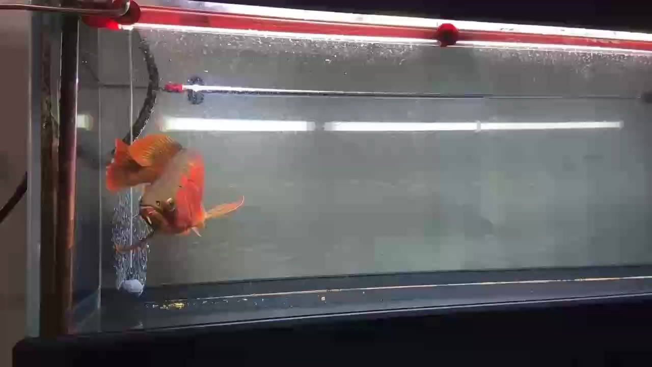 萬吉換水隨拍