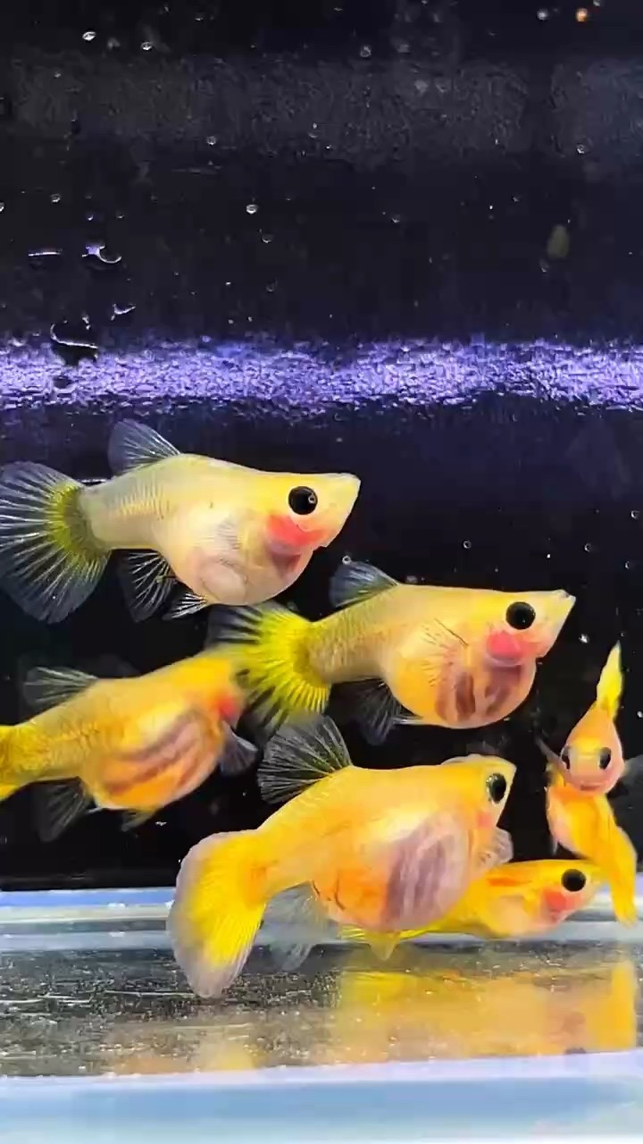 越南原線黃金玻璃貓球體孔雀魚種魚，卡姿蘭大眼睛（豆豆眼），超萌可愛#孔雀魚 #高端孔雀魚#稀有孔雀魚
