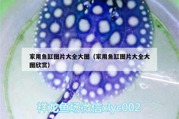 珠海觀賞魚拿貨網站（珠海觀賞魚拿貨網站電話）
