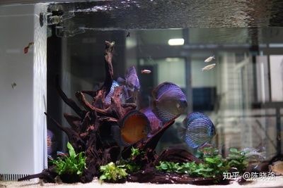 1米魚缸適合養幾條七彩成魚呢視頻：1米的魚缸適合養幾條七彩成魚