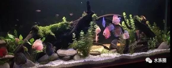 1米魚缸適合養幾條七彩成魚呢視頻：1米的魚缸適合養幾條七彩成魚