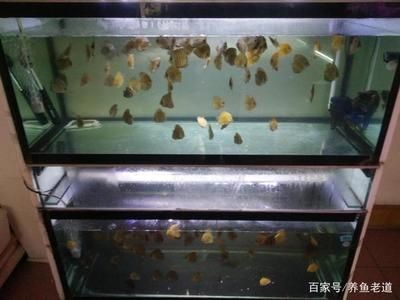 1米魚缸適合養幾條七彩成魚呢視頻：1米的魚缸適合養幾條七彩成魚