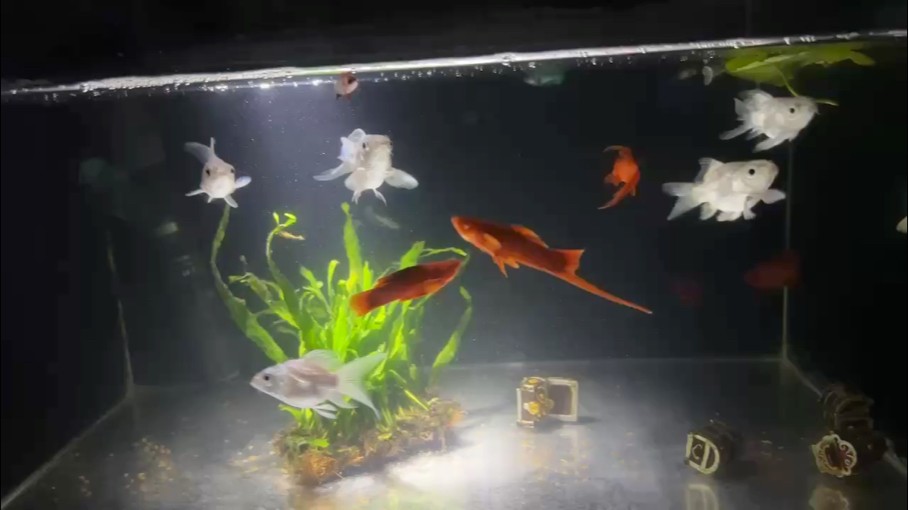 斗魚 合適可以理解