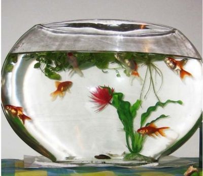 5毫米玻璃魚缸：5毫米厚的玻璃可以用于制作的魚缸的溫度和濕度和粘合方法