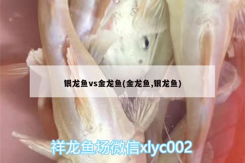 銀龍魚vs金龍魚(金龍魚,銀龍魚)