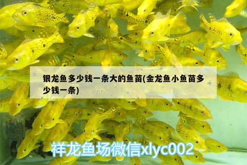 銀龍魚多少錢一條大的魚苗(金龍魚小魚苗多少錢一條)