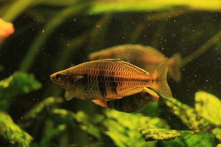 老魚匠的加熱棒好嗎能用嗎（老魚匠的加熱棒好嗎能用嗎視頻）