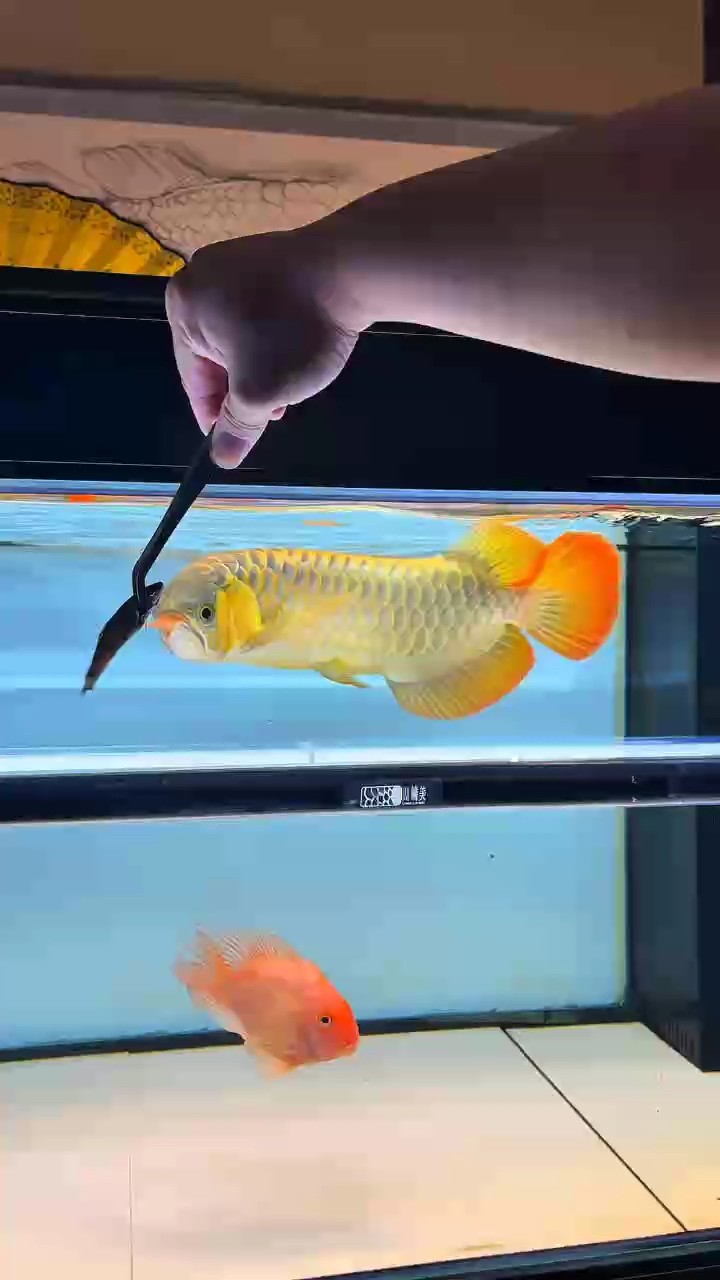 魚缸用增氧泵價格是多少:魚缸增氧機-xtrac增氧機-xtrac增氧機 喂食,出差幾天 龍魚論壇 喂食,出差幾天 喂食,出差幾天 龍魚論壇