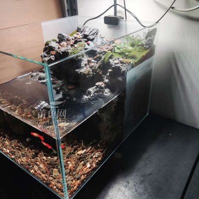 40厘米魚(yú)缸造景成本：40厘米魚(yú)缸造景成本分析魚(yú)缸造景材料成本分析