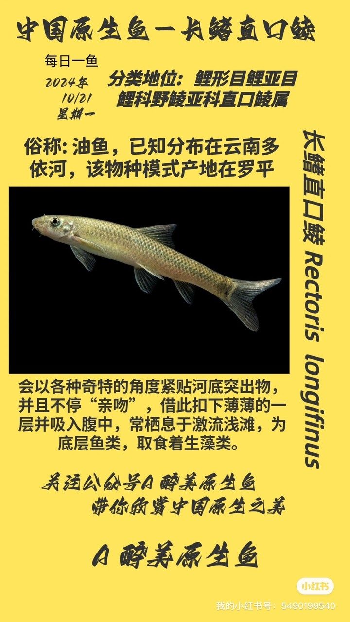 長鰭直口鯪