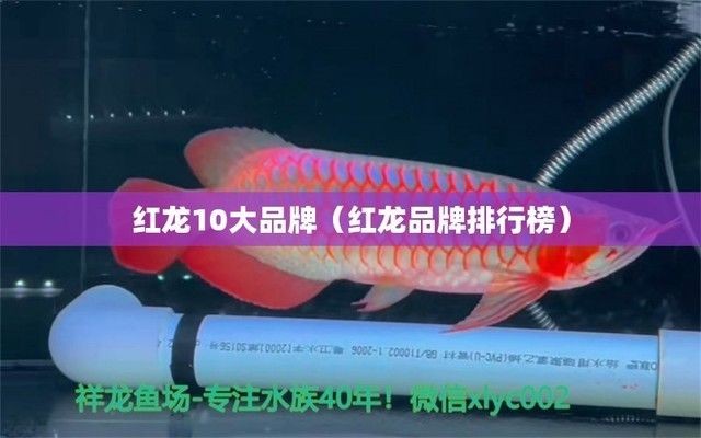 什么牌子的紅龍魚(yú)最好：泗水紅龍魚(yú)品牌市場(chǎng)評(píng)價(jià)對(duì)比