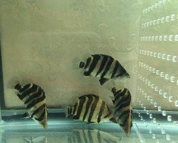 虎魚紋路怎么看品相:虎魚的紋路怎么看品相 虎魚百科 第2張 虎魚紋路怎么看品相:虎魚的紋路怎么看品相 虎魚紋路怎么看品相:虎魚的紋路怎么看品相 虎魚百科 第2張
