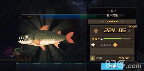 虎魚怎么分等級：挑選虎魚時，除了考慮品種外