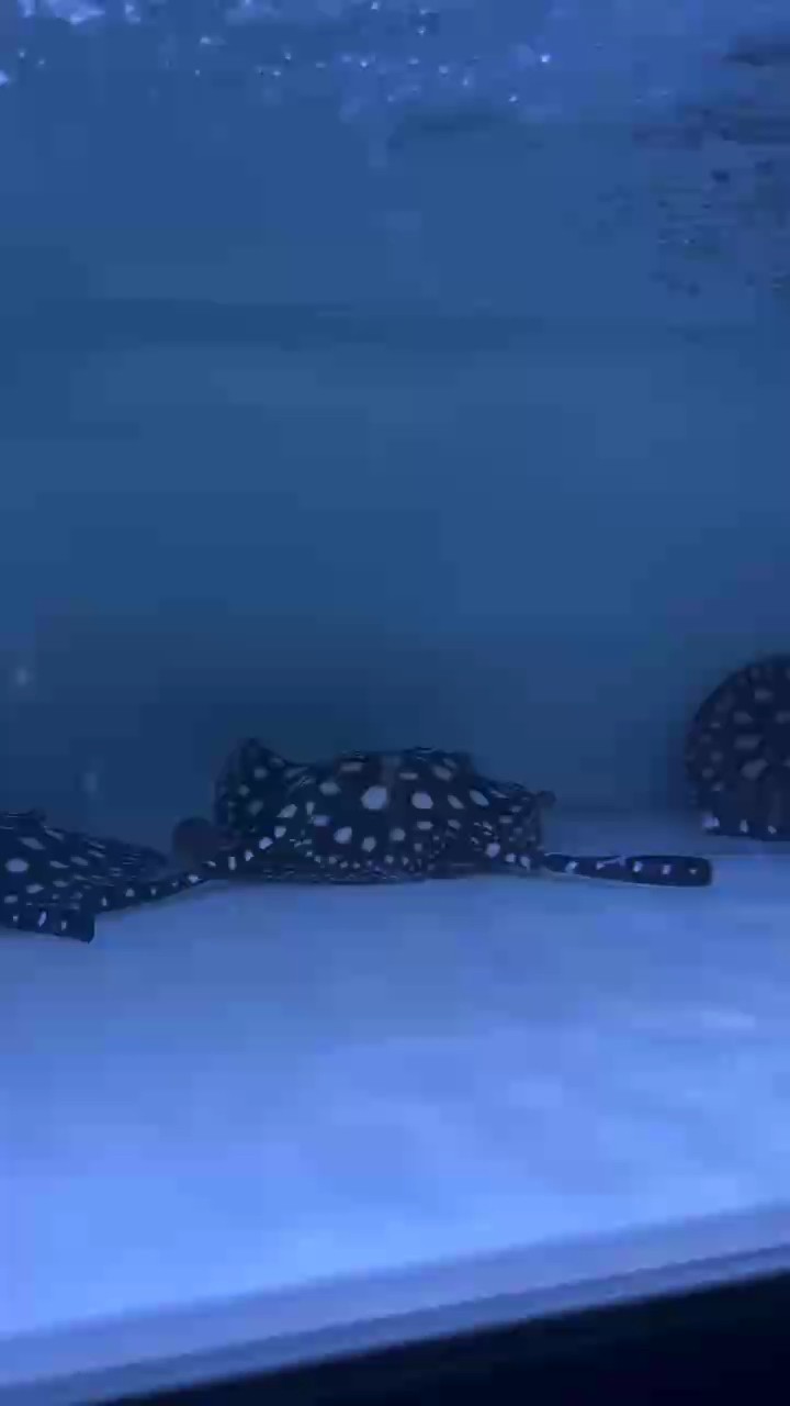 魚缸過濾器選購指南:自制魚缸過濾器魚缸上置過濾器對于養魚愛好者的必備知識 歡迎長期合作 龍魚論壇 歡迎長期合作 歡迎長期合作 龍魚論壇