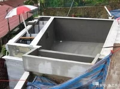 虎魚養(yǎng)幾條容易明天死：虎魚養(yǎng)幾條容易明天死亡 虎魚養(yǎng)幾條容易明天死：虎魚養(yǎng)幾條容易明天死亡 虎魚百科